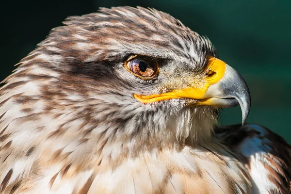 Malebný Pohled Majestátního Krkavčího Dravce — Stock fotografie