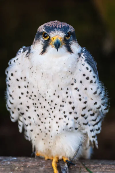 Schilderachtig Uitzicht Prachtige Vogel Natuur — Stockfoto