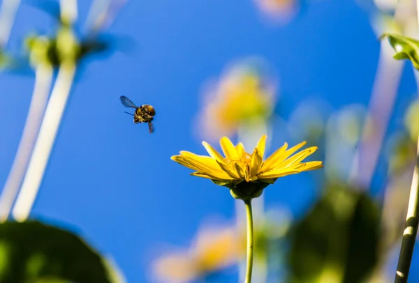 Las Abejas Flotan Sientan Sobre Flor Contra Cielo Azul —  Fotos de Stock