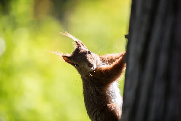 Animais Selvagens Esquilo Animal Natureza Esquilo Fofo — Fotografia de Stock