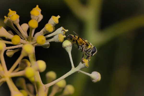 Close Bug Natureza Selvagem — Fotografia de Stock