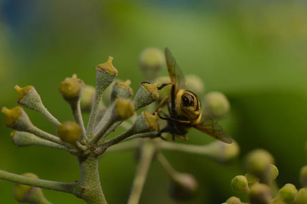 Gros Plan Bug Nature Sauvage — Photo