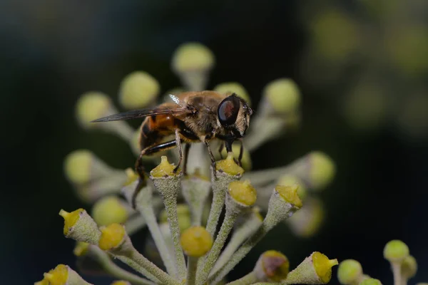 Closeup View Insect Nature — Stock Photo, Image