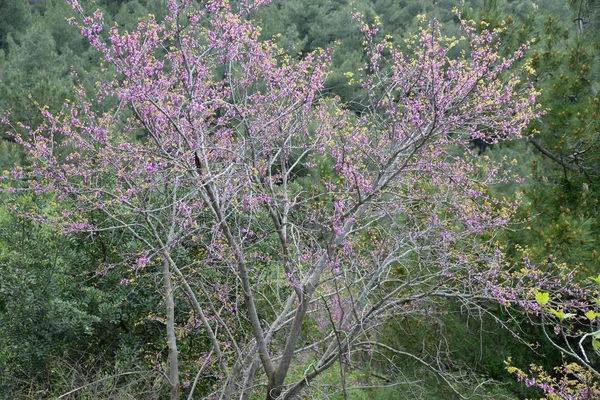 Drzewo Judasz Cercis Siliquastrum Cercis Siliquastrum Drzewo Fioletowy Wiosna Wiosna — Zdjęcie stockowe
