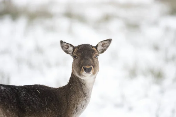 Natuur Wild Dier Damherten Dieren Wilde Dieren — Stockfoto