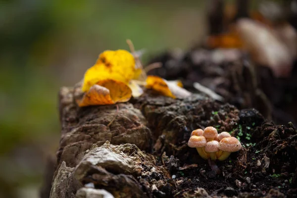 Trädstam Bark Trä Virke — Stockfoto