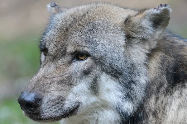 Retrato Lobo —  Fotos de Stock