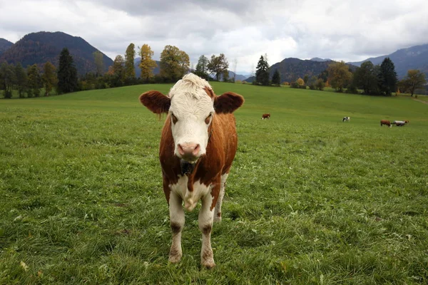 Маленькая Корова Пасте — стоковое фото