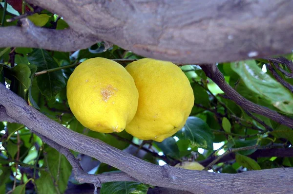 木の上のレモンのデュエット — ストック写真