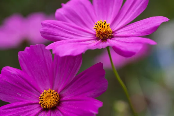 Schöne Blumen Blumiges Konzept Hintergrund — Stockfoto