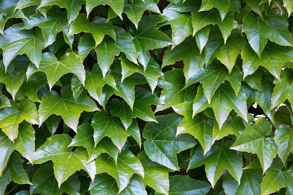 Partenocissus Tricuspidata Una Pared Estiria — Foto de Stock