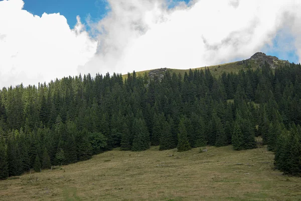 Naaldbomen Rotsen Groen Bruin Gras Een Bergweide Voor Bewolkte Hemel — Stockfoto