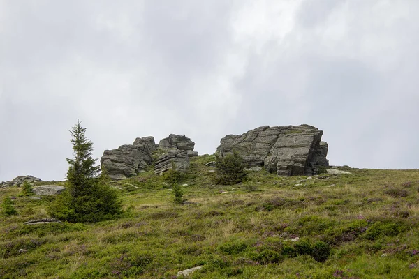 Хвойні Дерева Скелі Зелено Коричневій Траві Гірському Пасовищі Перед Хмарним — стокове фото