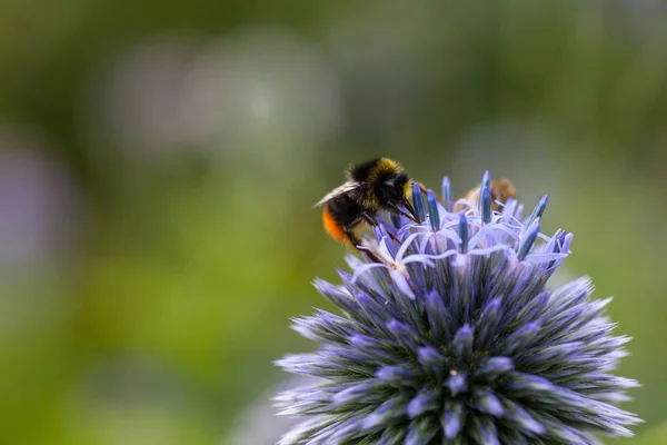 Vista Close Belo Inseto Bumblebee — Fotografia de Stock