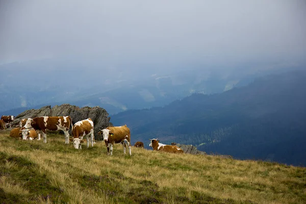 Krávy Horské Pastvině Styrii — Stock fotografie
