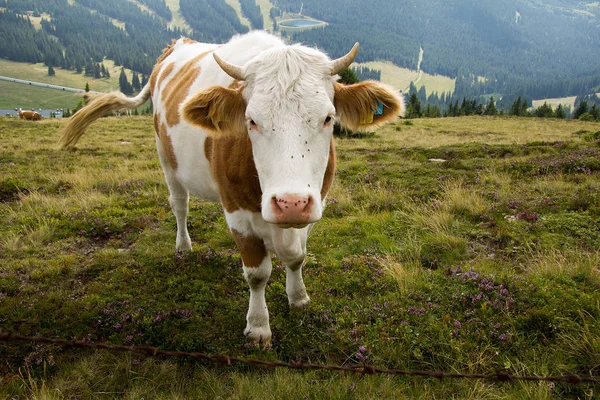 Koe Met Wedelden Haan Full Size Een Berg Stiermarken — Stockfoto