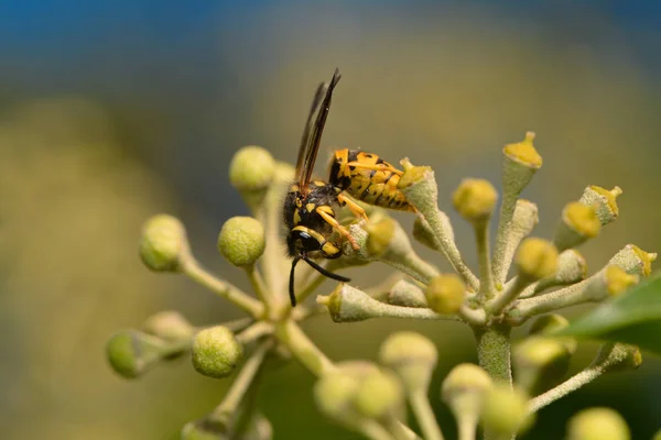 Wasp Nibbles Ivy Flower — Stock Photo, Image