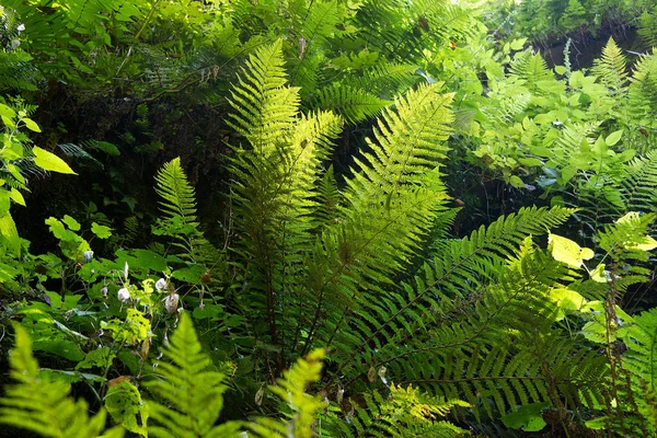 Styria Bir Ormanda Asfalt Yol — Stok fotoğraf