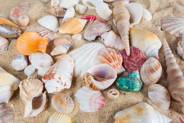Muscheln Und Seesterne Sandstrand Sommer Hintergrund Sommerkonzept Seestern Mit Sand — Stockfoto
