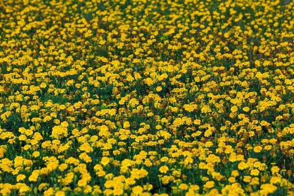 Olika Blommor Selektivt Fokus — Stockfoto