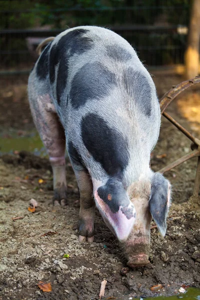 農場の大きな豚は — ストック写真