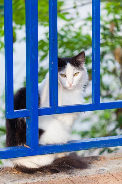 Gato Juguetón Divertido Animal Mascota Concepto — Foto de Stock