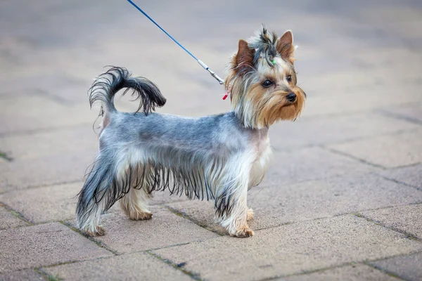 Cute Little Yorkshire Terrier Dog — Stock Photo, Image