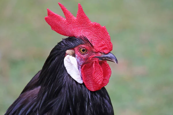 Rooster Farmhouse Chicken — Stock Photo, Image