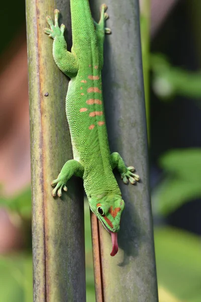 Lagarto Selvagem Exótico Animal Réptil — Fotografia de Stock