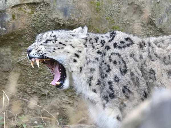 snow leopard, predator animal cat