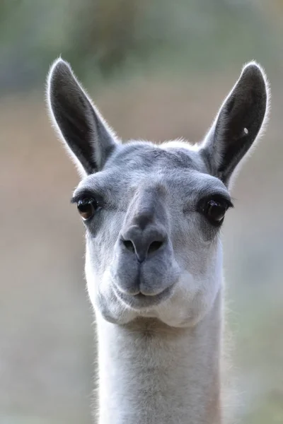 Lama What You Looking Lama You Spit — Stock Photo, Image