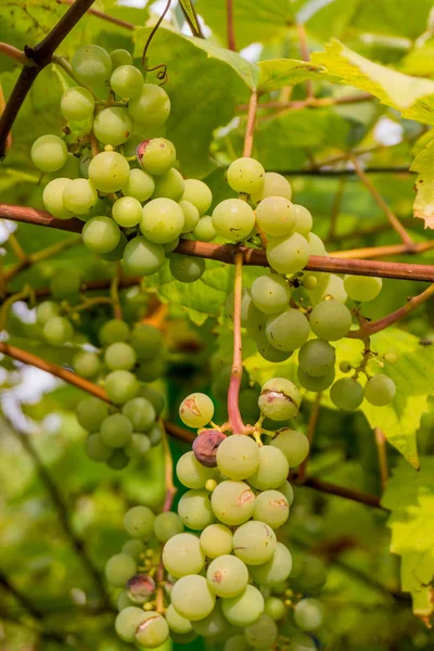 Manojo Maduro Uvas Vino Blanco Uva Cosecha Uva Patrón Uva —  Fotos de Stock