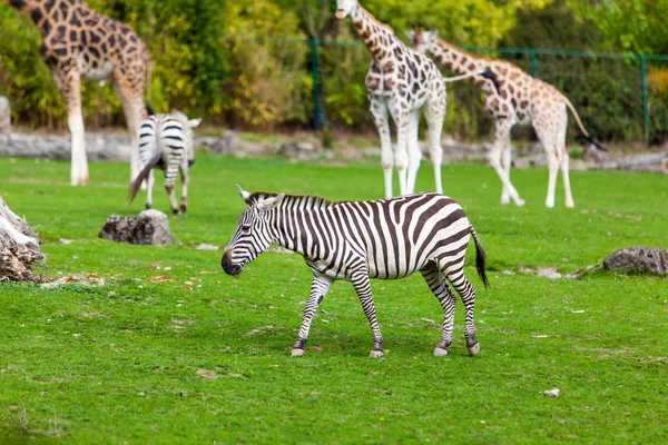 Zebra Och Giraff Den Gröna Parken Zoo — Stockfoto