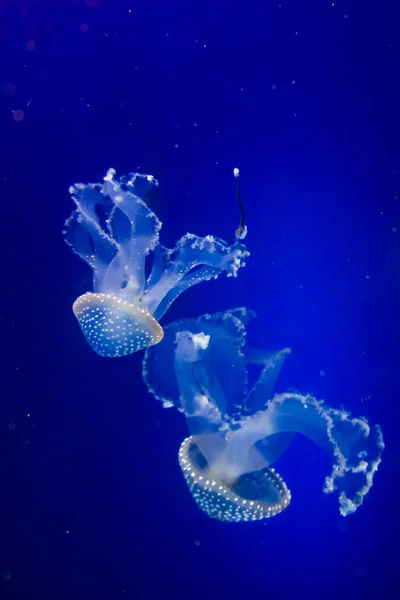 Meduzy Morze Podwodne Życie Morskie — Zdjęcie stockowe