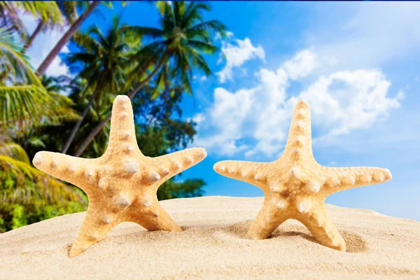 Concepto Verano Estrella Mar Una Playa — Foto de Stock