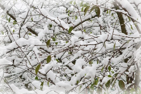 白いふわふわの雪に覆われた枝を持つ木 — ストック写真