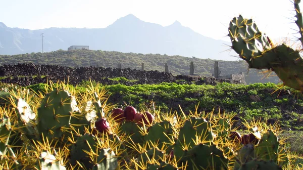 Tenerife Est Grande Des Îles Canaries Large Afrique Ouest — Photo