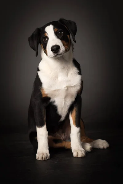 Appenzeller Sennenhund Front View — Foto de Stock