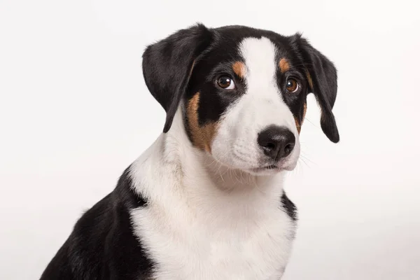 Apêndice Sennenhund Lançado Retrato — Fotografia de Stock