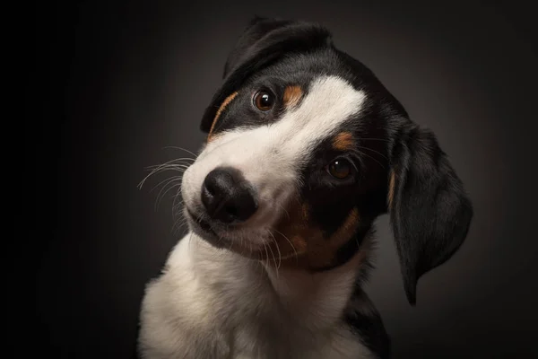 Appenzeller Sennenhund Portrén — Stock Fotó