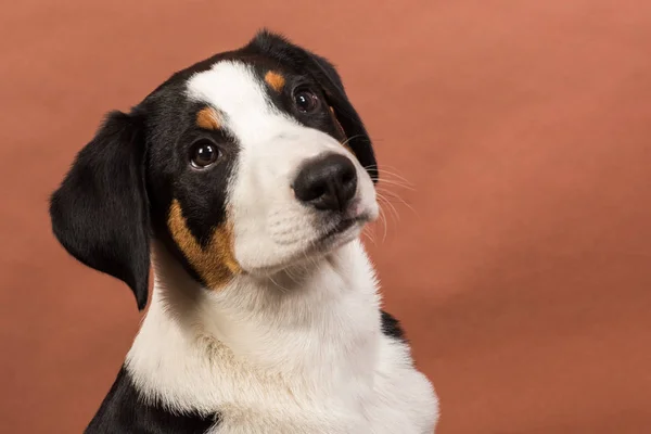 Şirin Bir Köpeğin Portresi — Stok fotoğraf