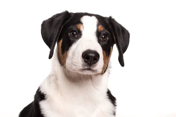 Cara Cão Apêndice Sennenhund — Fotografia de Stock