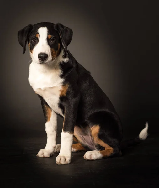 Perro Joven Perfil Lateral Está Sentado — Foto de Stock