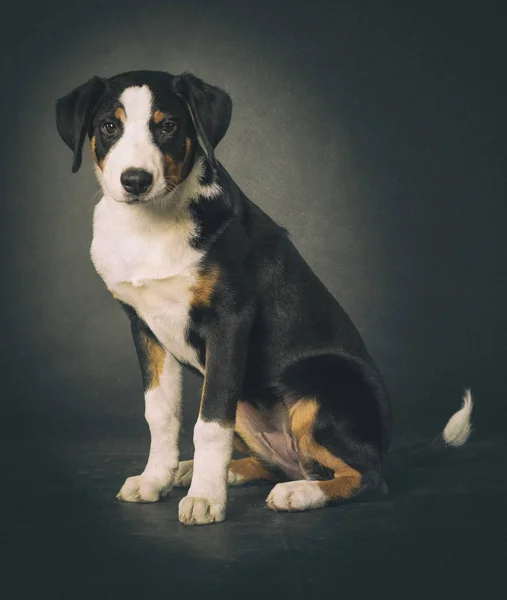 Appenzeller Sennenhund Sobre Fondo Negro —  Fotos de Stock