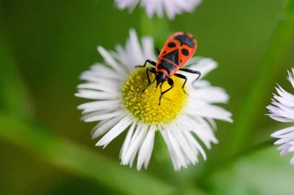 Daisy Full Bloom — Foto de Stock