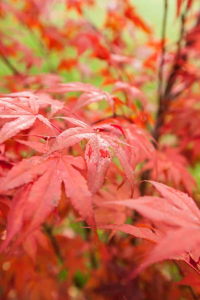 Japon Nesneleri Akçaağaç Acer Palmatum — Stok fotoğraf