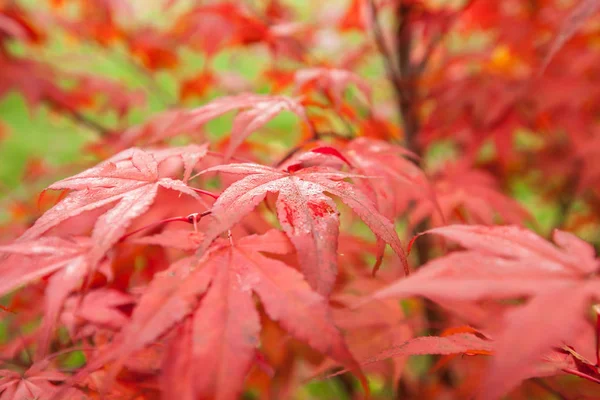Japanse Onderdanen Esdoorn Acer Palmatum — Stockfoto