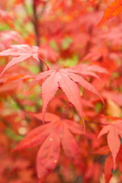 Klon Japoński Acer Palmatum — Zdjęcie stockowe