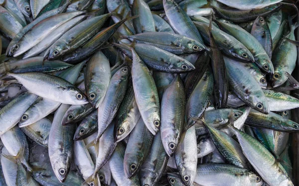 Peixe Recentemente Capturado Mercado Peixe — Fotografia de Stock