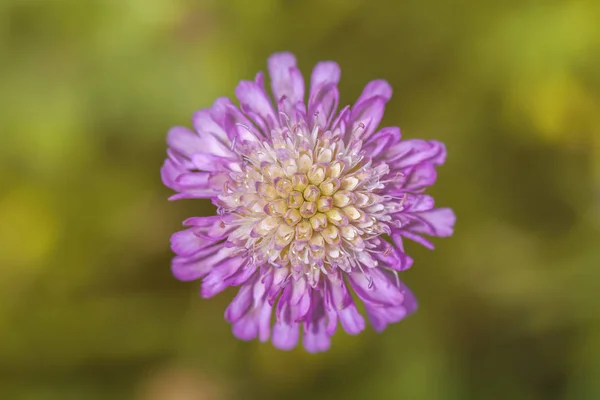 Flor Viuda Campo Knautia Arvensis Florece Disparo Macro —  Fotos de Stock